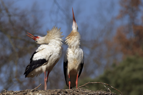 Bildschirmfoto 2024-03-24 um 11.52.58